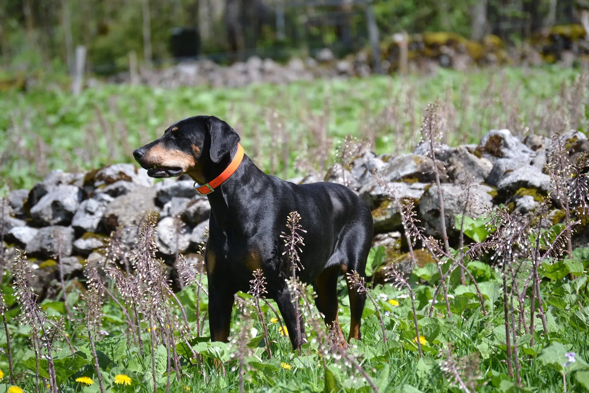 how to wash dog collars
